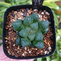 多肉植物 ハオルチア ブラック オブツーサ