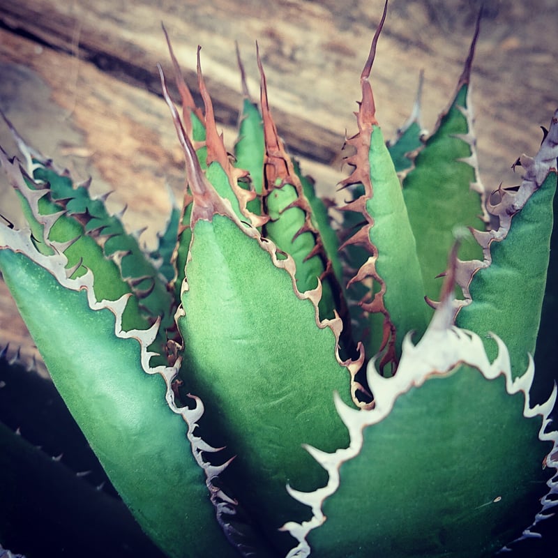 no.2 アガベ ホリダ agave horrida ラスト1株 | Mellow Yard no.2 アガベ ホリダ agave horrida ラスト1株 | Mellow Yard