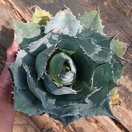 アガベ パラサナ グローブ agave parrasana globe【発根済】