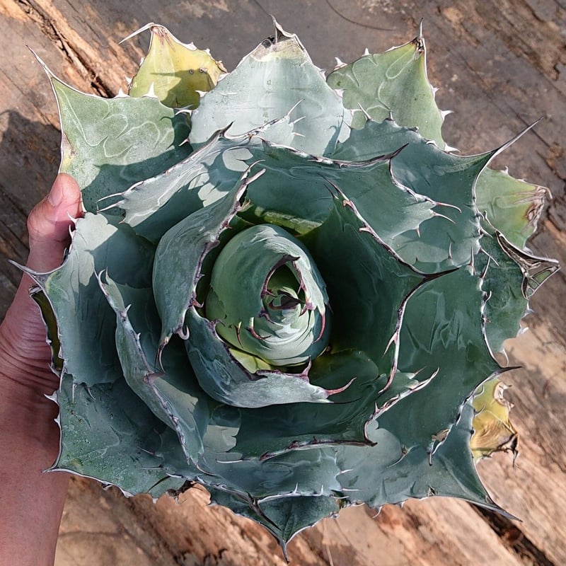 アガベ パラサナ グローブ agave parrasana globe【発根済】 | Mell