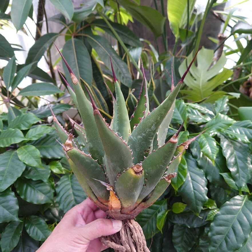 アガベ ジェントリー ジョーズ agave gentryi 