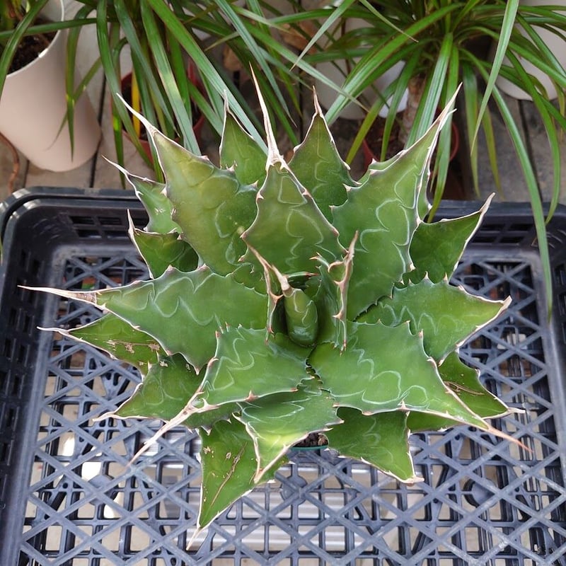 アガベ モンタナ Agave Montana 1 【送料無料】 | Mellow Yard アガベ モンタナ Agave Montana 1 【送料無料】 | Mellow Yard