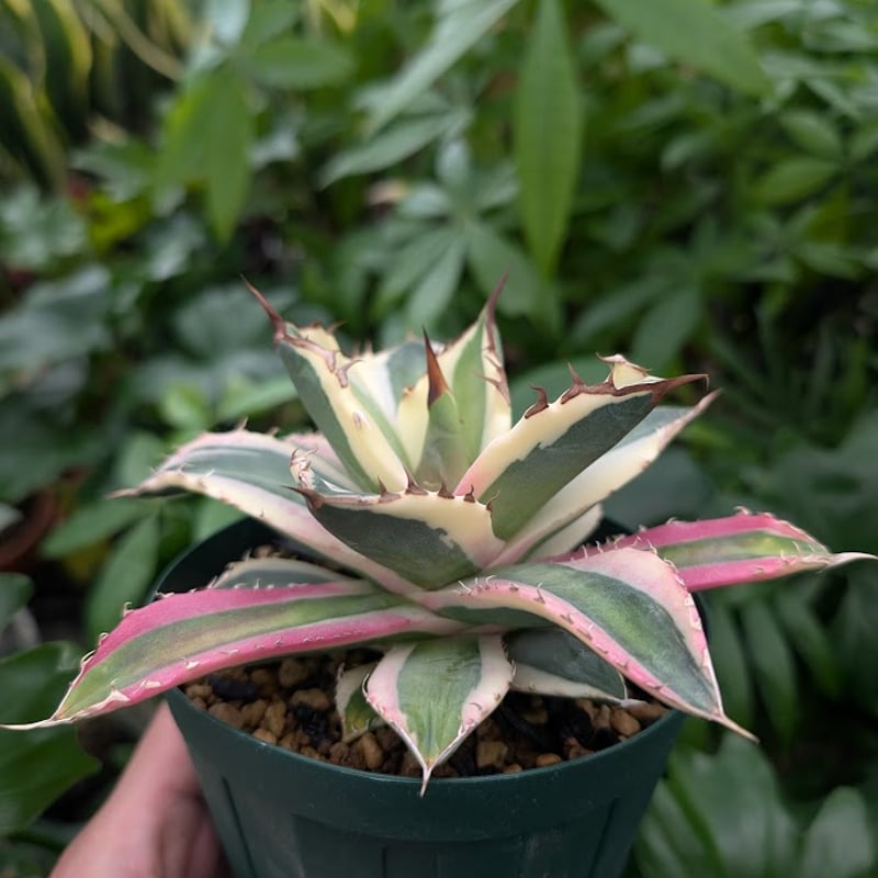 アガベ チタノタ スナグルトゥース ST19 | Mellow Yard