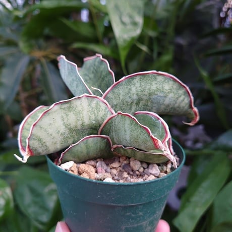 【送料全国一律500円】Sansevieria sp. Mafinga Tanzania Dragon サンスベリア ドラゴンウィング L7