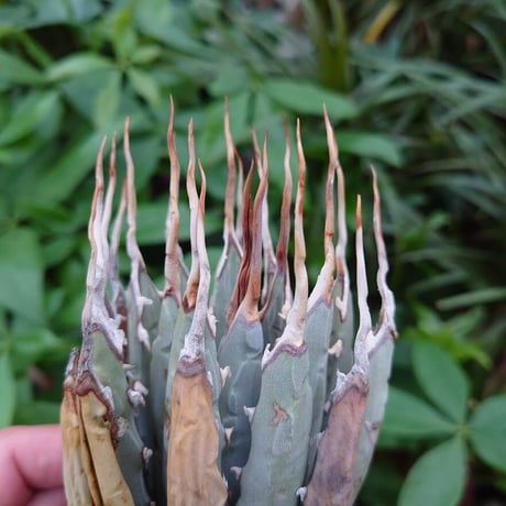 アガベ ユタエンシス ネバデンシス YN12 Agave uthaensis var. nevadensis