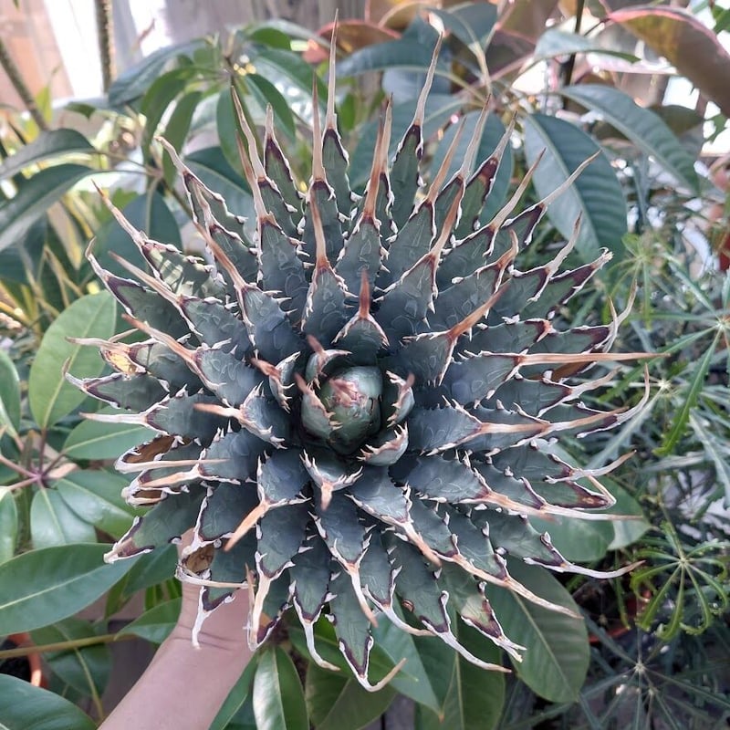 アガベ ユタエンシス ネバデンシス 11 Agave uthaensis var. nevad