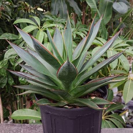 no.4 アガベ ブルーグロウ agave blue grow