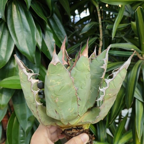 アガベ チタノタ オアハカ Agave titanota Oaxaca 5