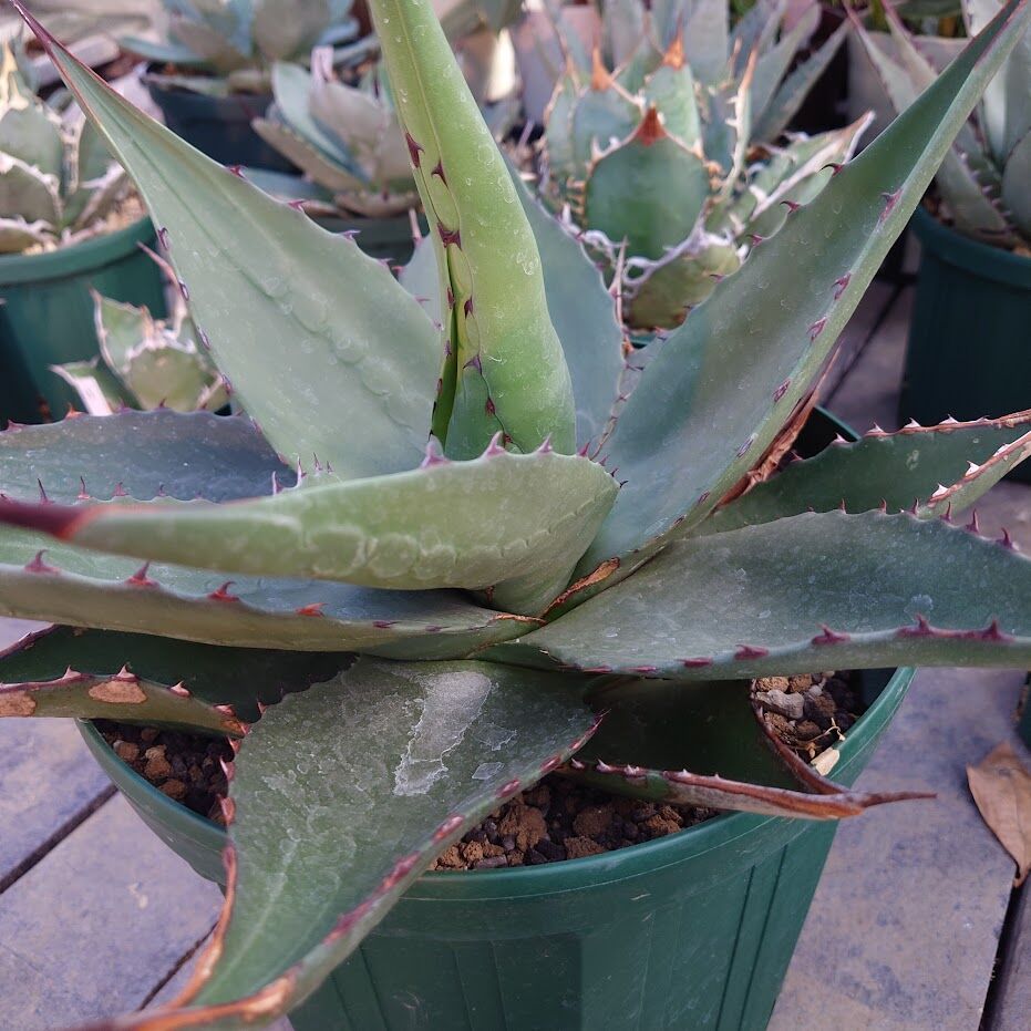 アガベ ジェントリー ジョーズ agave gentryi