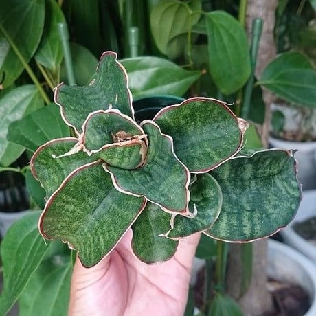 no.1 Sansevieria sp. Mafinga Tanzania Dragon サンスベリア ドラゴンウィング