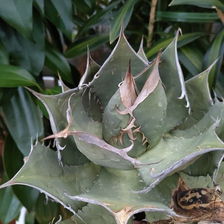 アガベ チタノタ オアハカ Agave titanota Oaxaca 3