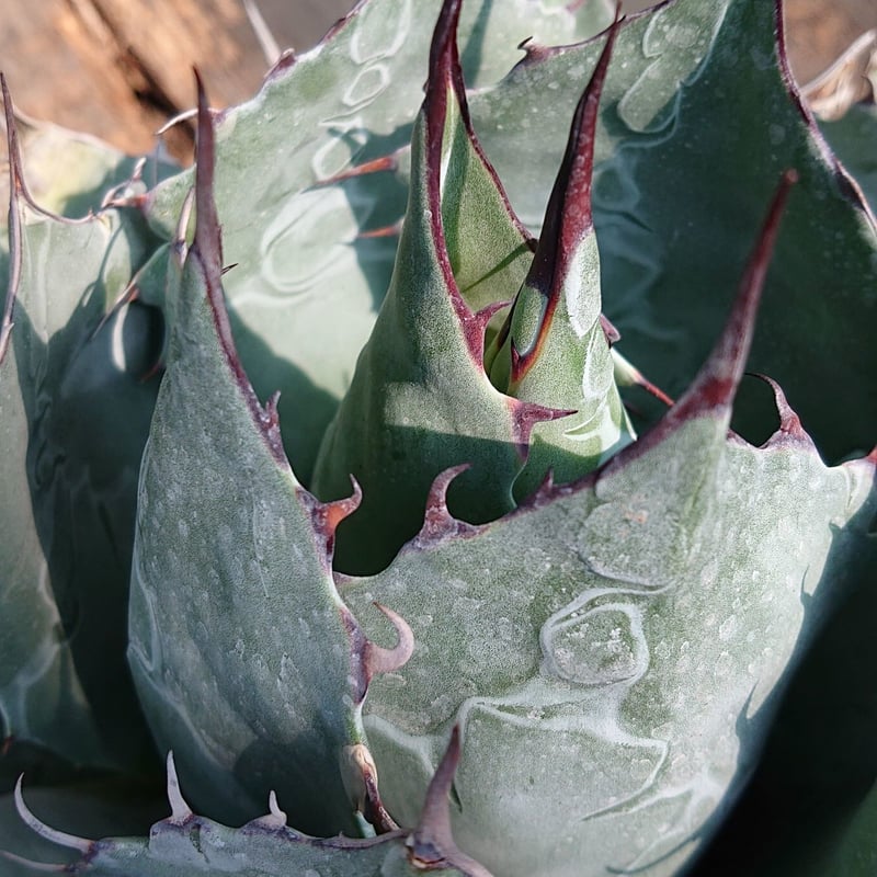 アガベ パラサナ グローブ agave parrasana globe【発根済