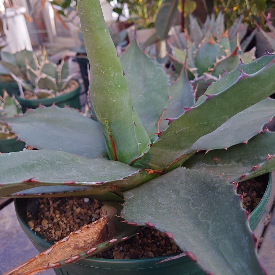 アガベ ジェントリー ジョーズ agave gentryi