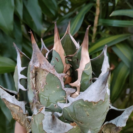 アガベ チタノタ オアハカ Agave titanota Oaxaca 4