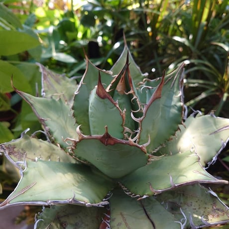 アガベ チタノタ オアハカ Agave titanota Oaxaca 20