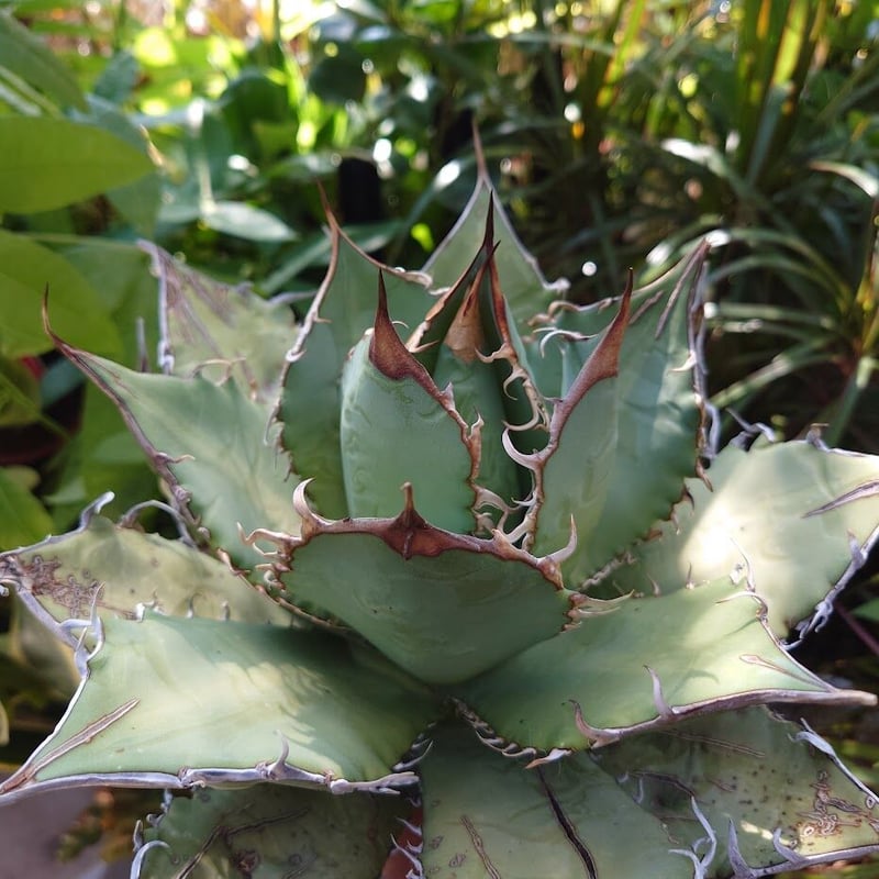 アガベ チタノタ オアハカ Agave titanota Oaxaca 20 | Mellow