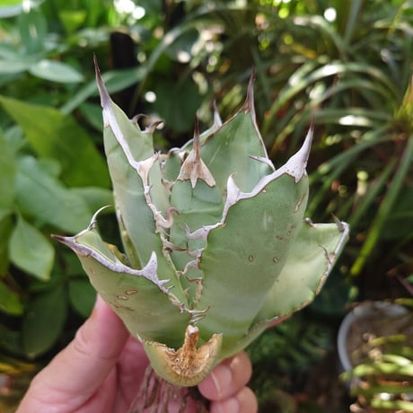 アガベ チタノタ オアハカ Agave titanota Oaxaca 13