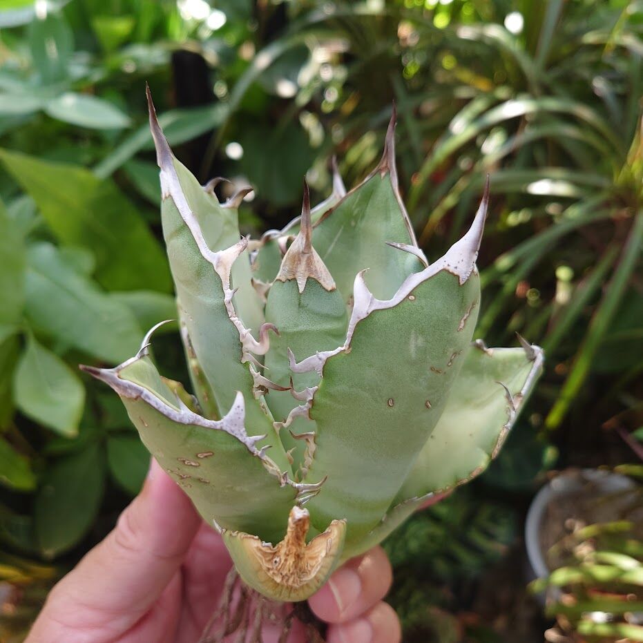 アガベ チタノタ オアハカ Agave titanota Oaxaca 13 | Mellow