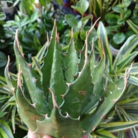 アガベ モンタナ Agave Montana 1 【送料無料】