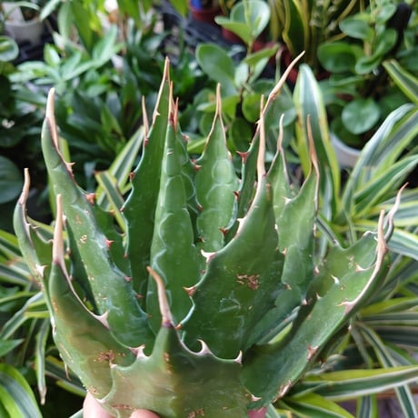 アガベ モンタナ Agave Montana 1 【送料無料】