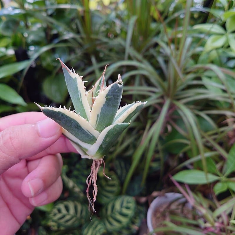 アガベ チタノタ スナグルトゥース ST16 | Mellow Yard