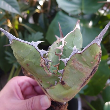 アガベ チタノタ オアハカ Agave titanota Oaxaca 9