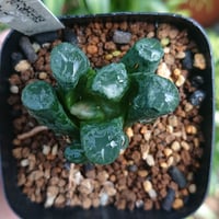 多肉植物 ハオルチア 宮万象 M-1 実生選抜