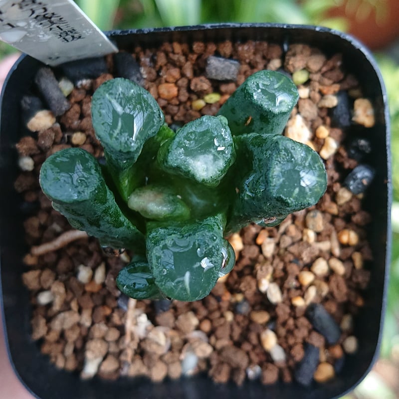 10株 多肉植物 ハオルチア 阿房宮 実生 【公式通販】