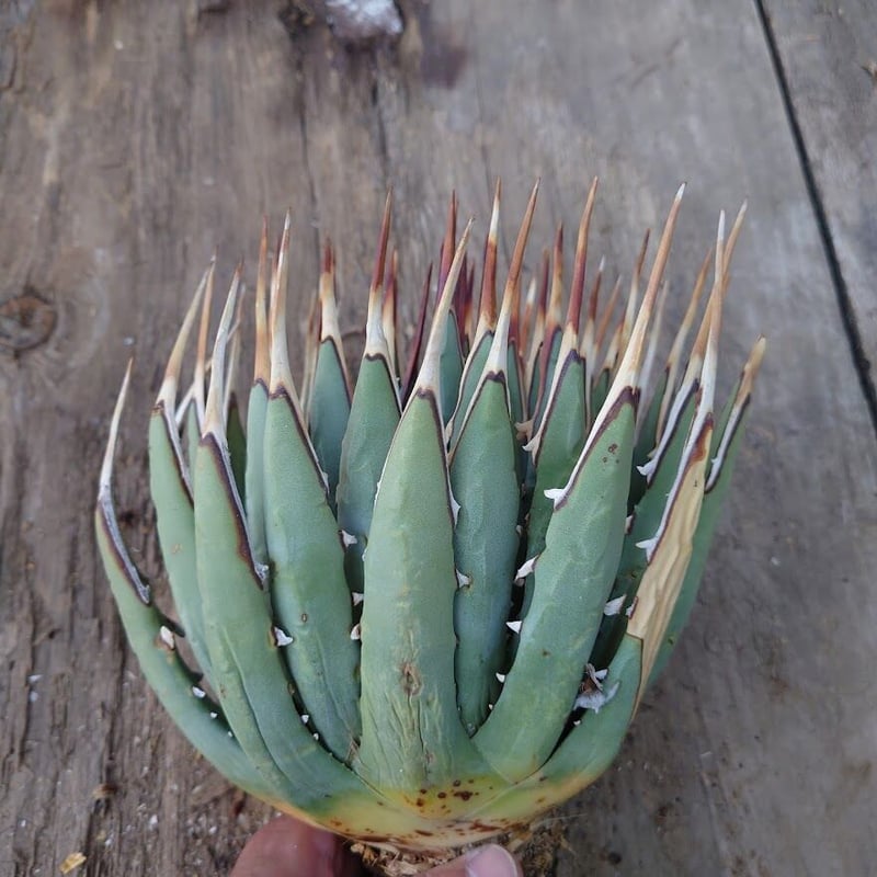 アガベ！ユタエンシス！ アガベ ユタエンシス ネバデンシス 8 Agave uthaensis var