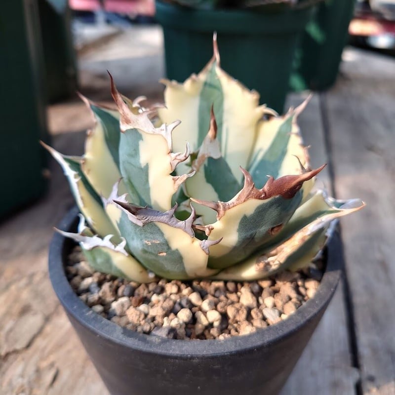 アガベ　スナグルトゥース　輸入株 アガベ チタノタ スナグルトゥース 4 | Mellow Yard