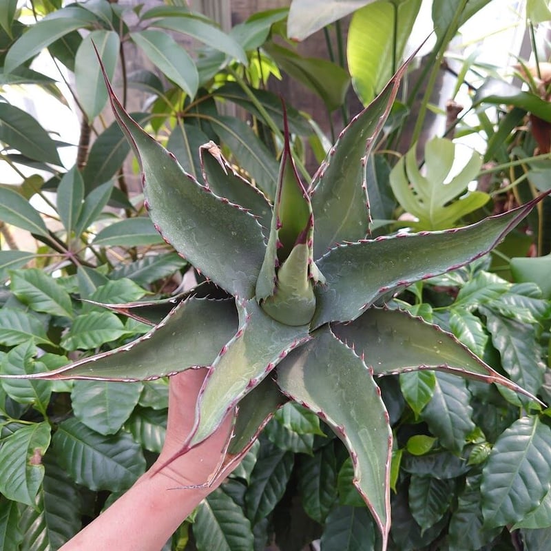 アガベ ジェントリー ジョーズ agave gentryi 