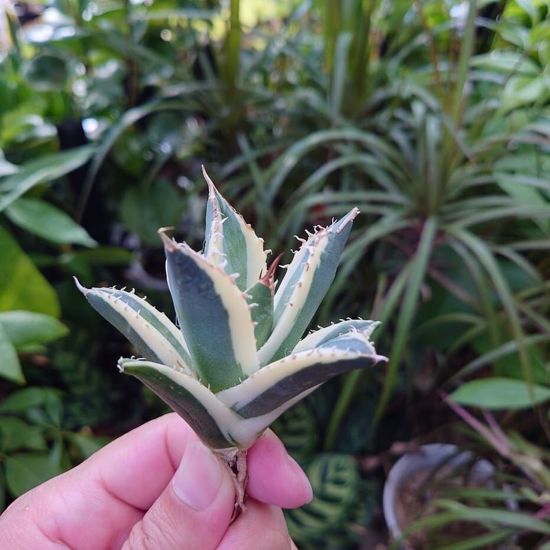 アガベ チタノタ スナグルトゥース ST17 | Mellow Yard