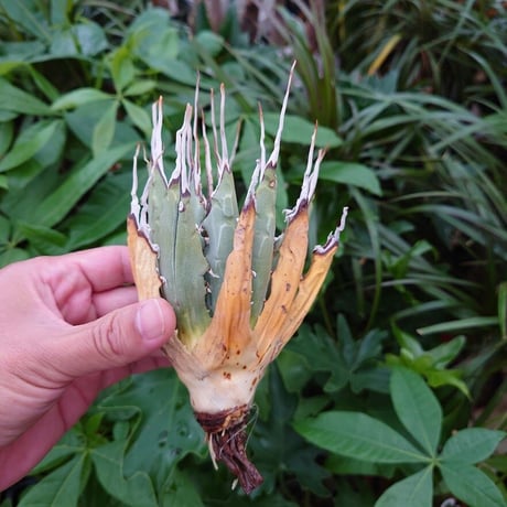 アガベ ユタエンシス ネバデンシス YN11 Agave uthaensis var. nevadensis
