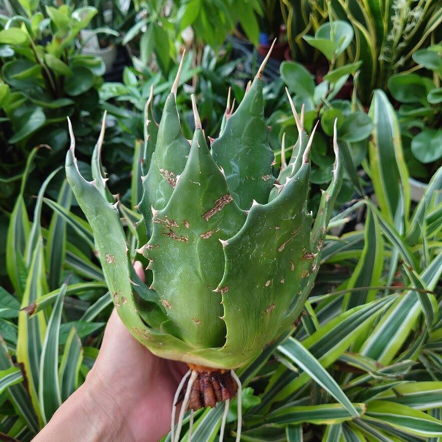 アガベ モンタナ Agave Montana 1 【送料無料】 | Mellow Yard
