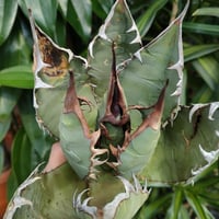 アガベ チタノタ オアハカ Agave titanota Oaxaca 5