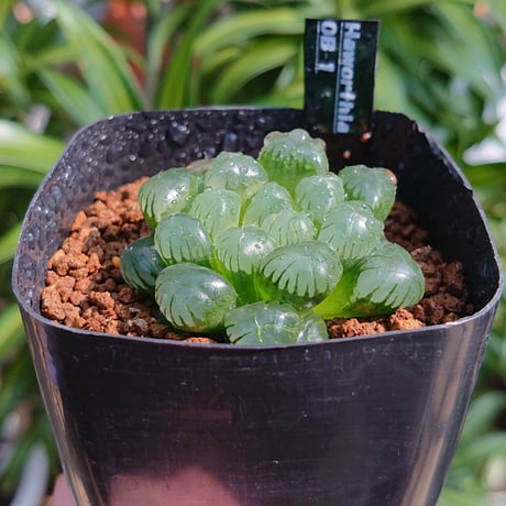 多肉植物 ハオルチア オブツーサ OB-1