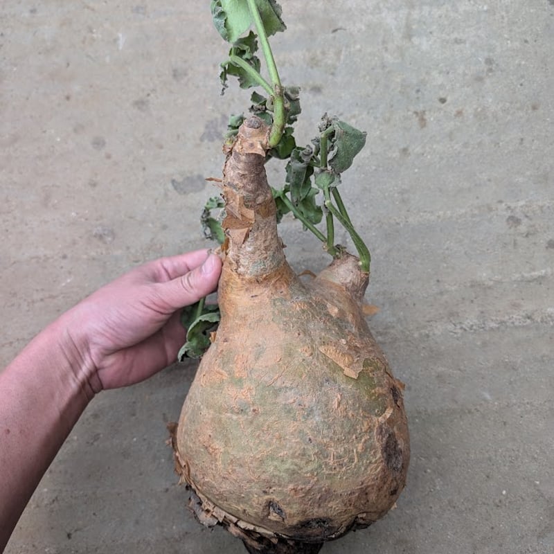 キフォステンマ マクロプス 2 Cyphostemma uter macropus 【発根済】