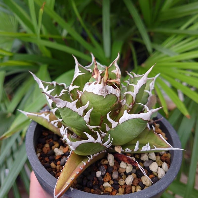アガベ チタノタ レッドキャットウィーズル RW2 Agave titanota Redcat...