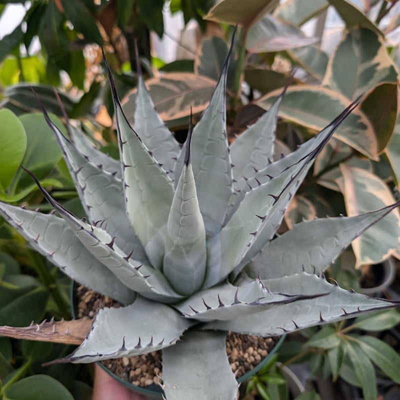 アガベ パリー ネオメキシカーナ agave prryi ssp.neomexicana 1