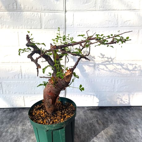 コミフォラ ボラネンシス 2 Commiphora boranensis
