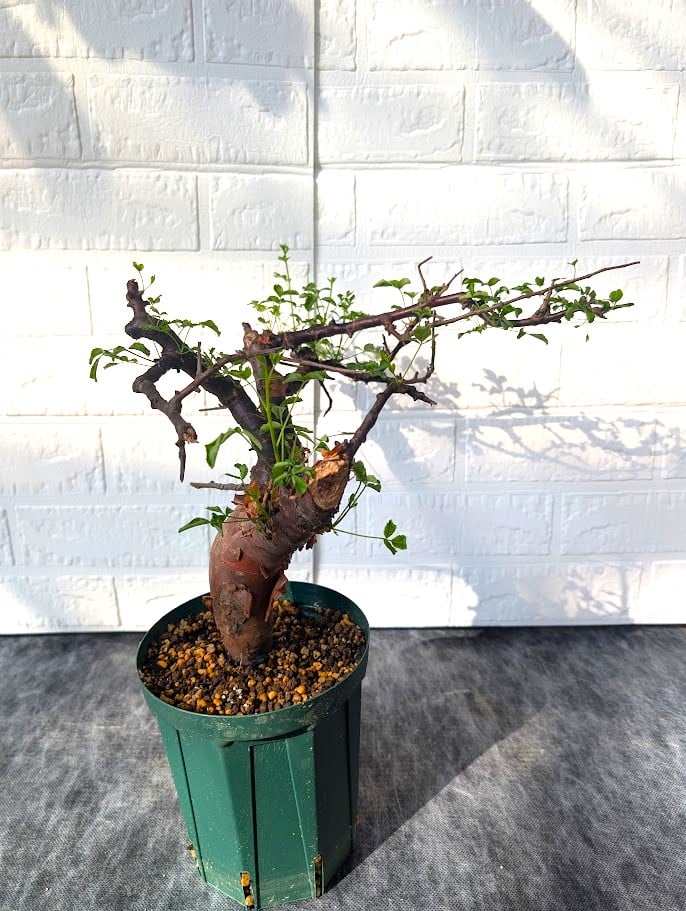コミフォラ ボラネンシス 2 Commiphora boranensis | Mellow Yard