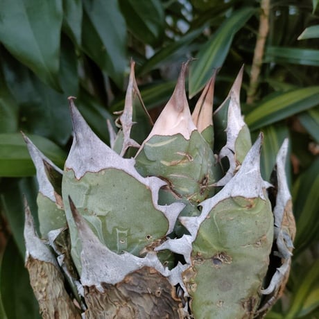 アガベ チタノタ オアハカ Agave titanota Oaxaca 4