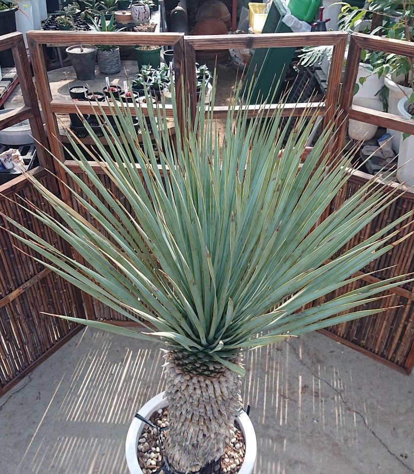 1. ユッカ ロストラータ yucca rostrata | Mellow Yard