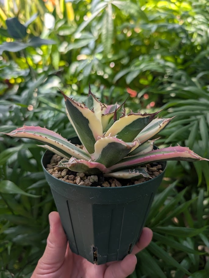 アガベ チタノタ スナグルトゥース ST11 | Mellow Yard