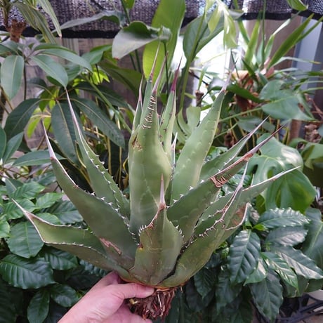アガベ ジェントリー ジョーズ agave gentryi "Jaws" J5