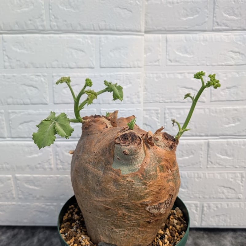 キフォステンマ マクロプス 4 Cyphostemma uter macropus 【発根済】