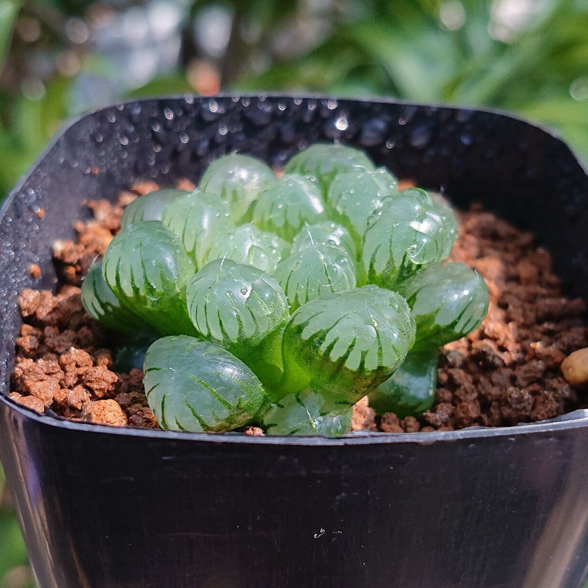 多肉植物　ハオルチア　オブツーサ 楽天市場】ハオルチア・OB-1 【9cm鉢】 カクタス長田 ツルボラン