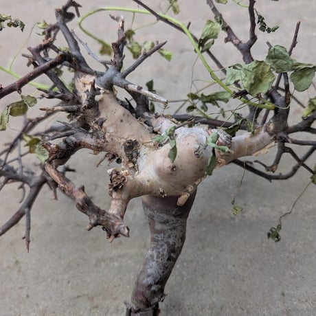 コミフォラ カタフ 3 （ピュアカタフ） Commiphora kataf
