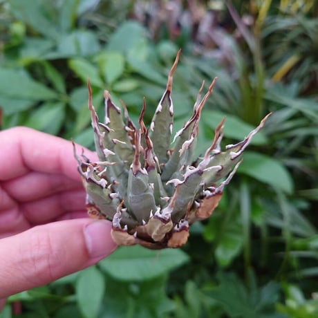 アガベ ユタエンシス ネバデンシス YN2 Agave uthaensis var. nevadensis