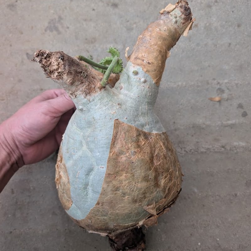 キフォステンマ マクロプス 3 Cyphostemma uter macropus 【発根済】